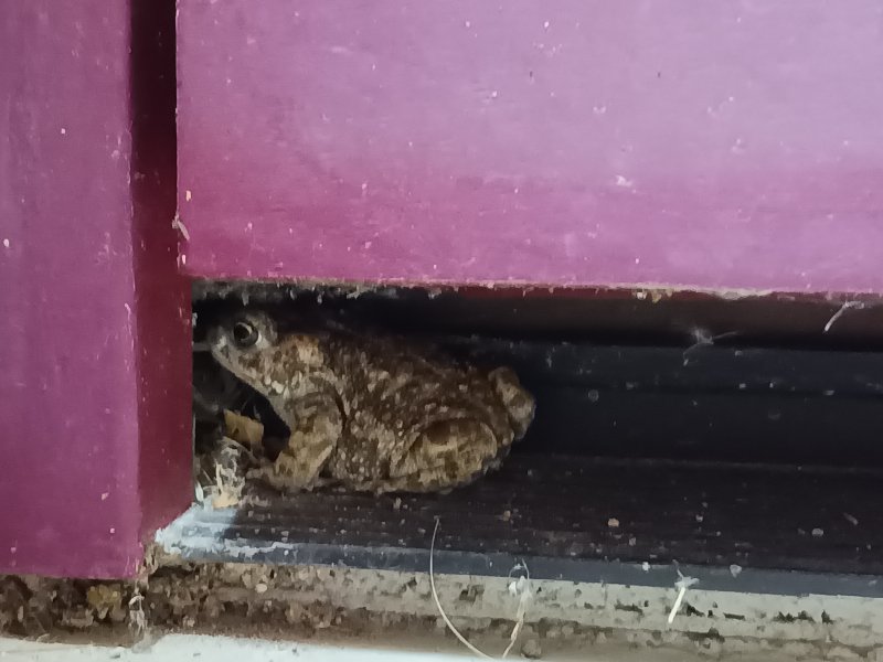 CRAPAUD blotti contre la porte d'entrée ( photo prise le 13 juillet 2025). REMI JAYAT